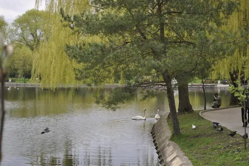 У Рівненський Парк молоді сьогодні повернулись лебеді (Фоторепортаж) + (Відео) — фото 4