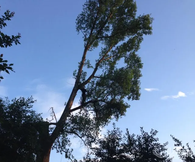 Рівняни скаржаться на вирубку дерев (Фото) + (Відео) — фото 2